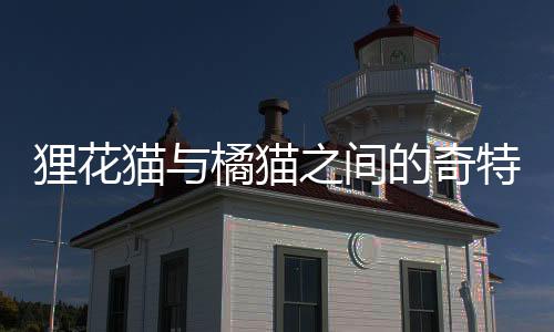 狸花猫与橘猫之间的奇特互动，一场意外的力量对决