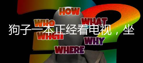 狗子一本正经看电视，坐在主人腿上成焦点