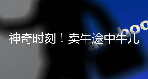 神奇时刻！卖牛途中牛儿深情下跪，尽显生命感动人心
