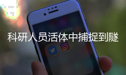 科研人员活体中捕捉到隧道纳米管，开启微观世界新篇章