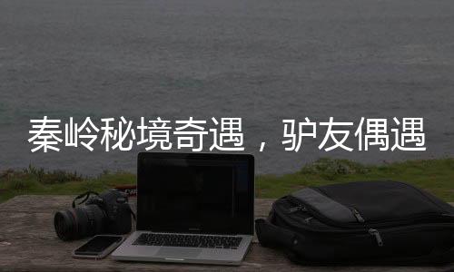 秦岭秘境奇遇，驴友偶遇罕见六不像神兽