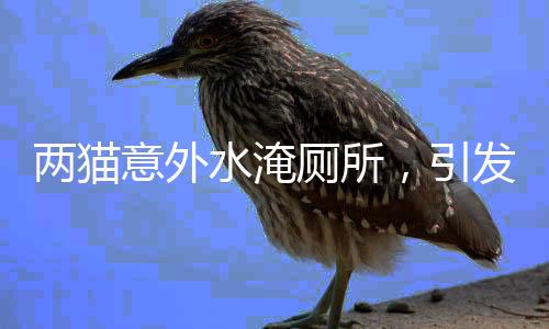 两猫意外水淹厕所，引发关注，欠费达五百余元