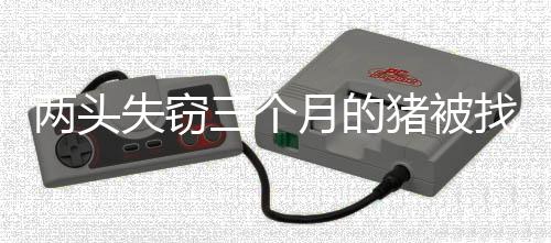 两头失窃三个月的猪被找回，竟重达百余斤奇迹增重揭示寻回背后的故事