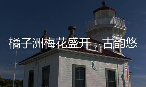 橘子洲梅花盛开，古韵悠长，将古诗具象化展现于世人眼前