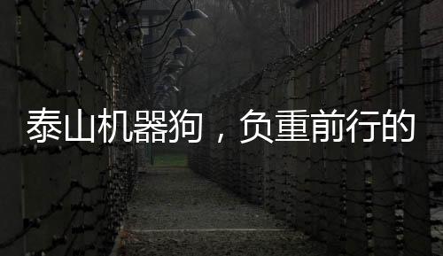 泰山机器狗，负重前行的智能新力量