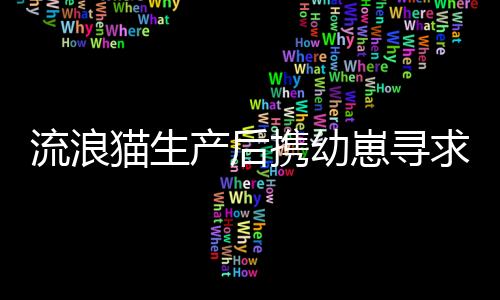 流浪猫生产后携幼崽寻求庇护，店主展现人性关怀接纳新生小生命