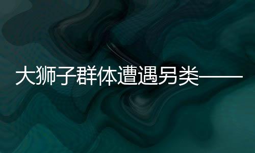 大狮子群体遭遇另类——尿布狮之谜