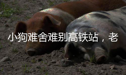 小狗难舍难别高铁站，老人背负无言忠诚搭乘回家的旅程