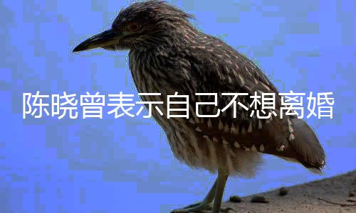 陈晓曾表示自己不想离婚，婚姻背后的情感纠葛与深度思考（一）