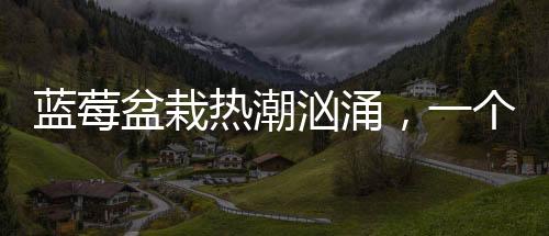 蓝莓盆栽热潮汹涌，一个月成交超百万盆，新型绿植市场的火爆现象