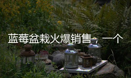 蓝莓盆栽火爆销售，一个月成交超百万盆