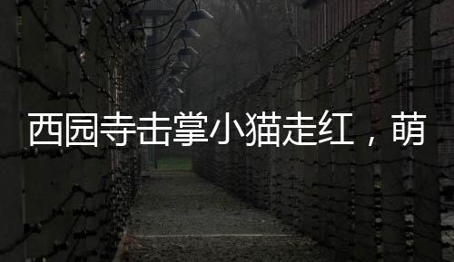 西园寺击掌小猫走红，萌态引热议